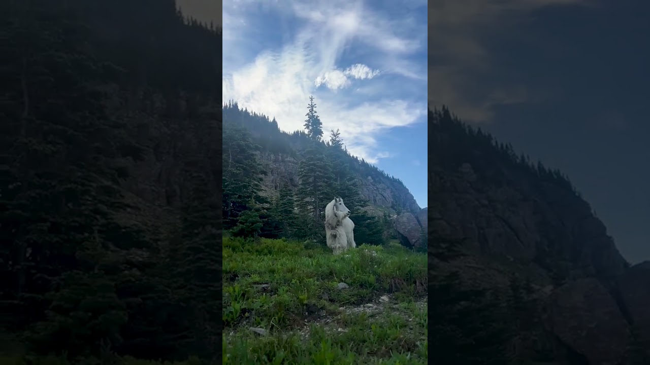Beautiful Mountain Goat Greets Hikers in It's Full Glory