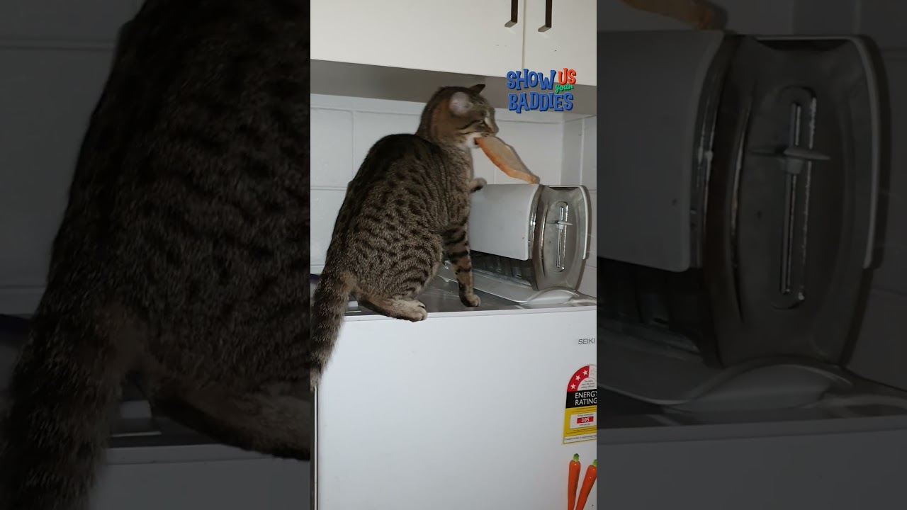 Been Caught Stealing Animal Style | Show Us Your Baddies