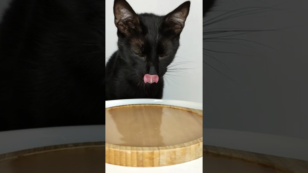 Cat Licking 👅 ASMR Mukbang
