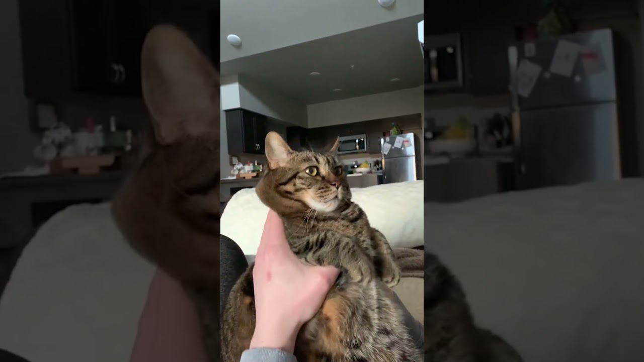 Cat Meows Like a Cartoon Character!
