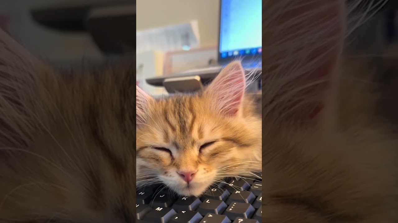 Cat Rests Head on Keyboard to Stop Woman From Working
