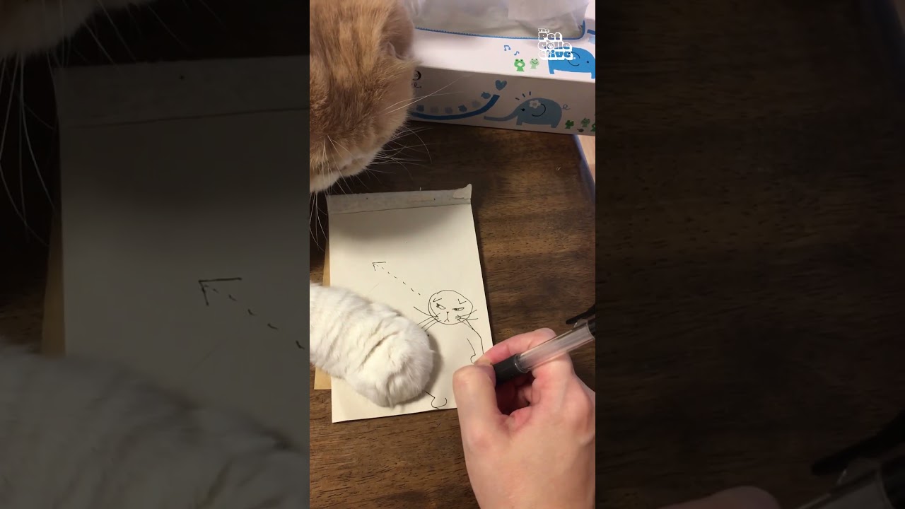 Cat Won't Let His Owner Finish Drawing Of Him