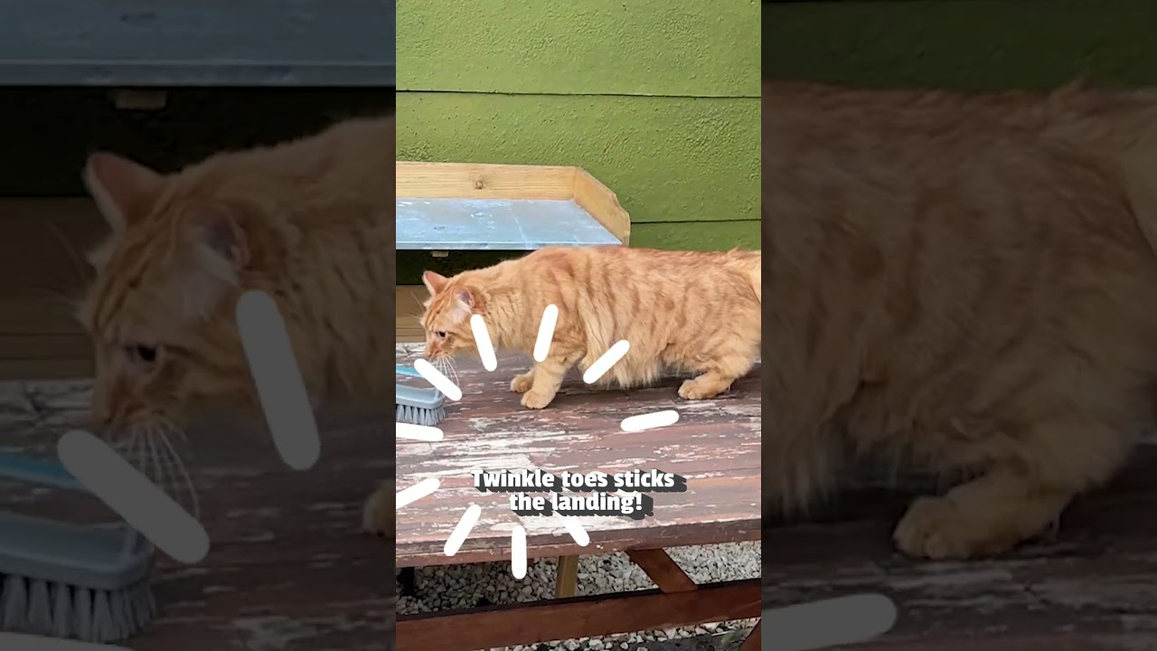 Cats Being Slinkys!