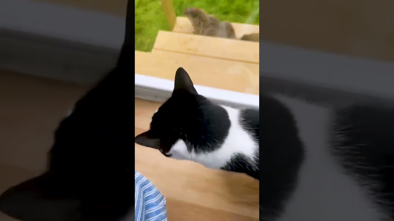 Cats Watch Groundhogs Through Glass Door