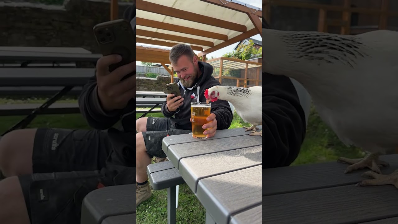 Chicken Jumps up on a Bench and Drinks Lad's Beer 🍺😮