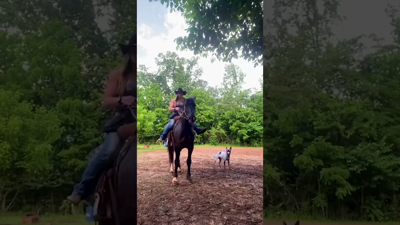 Coolest line dancer EVER! 🐴🤣 💃