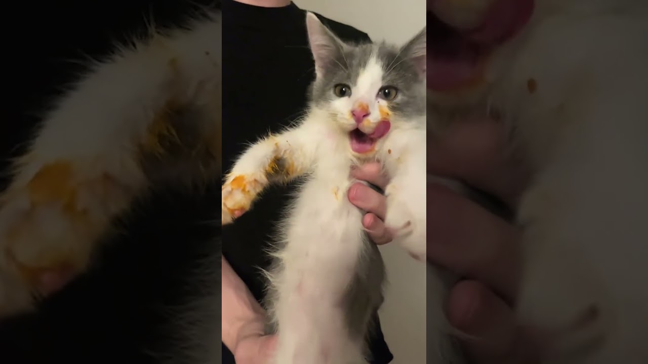 Crazy Kitten Gets Caught Stealing Spaghetti