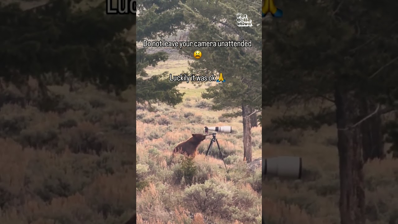 Curious Bear Inspects Photographer's Unattended Camera