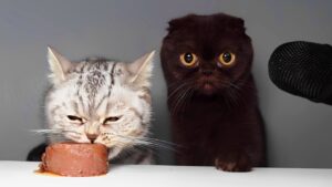 Cute Cats Eating Wet Food ASMR 🐾🥣