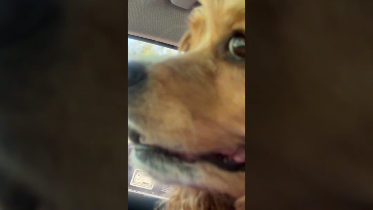 Dog Fights the Urge to Chase Squirrels Grazing Outside