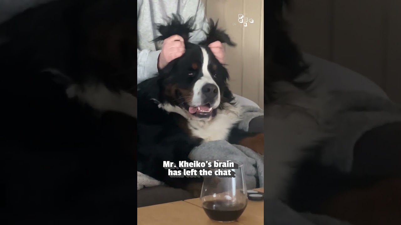 Dog Gets Incredible Ear Massage!