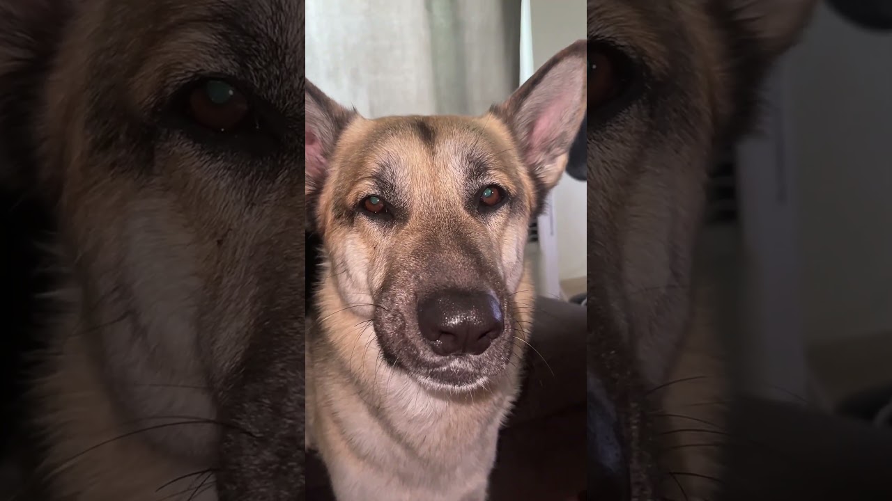 Dog Howls Desperately For Fries!