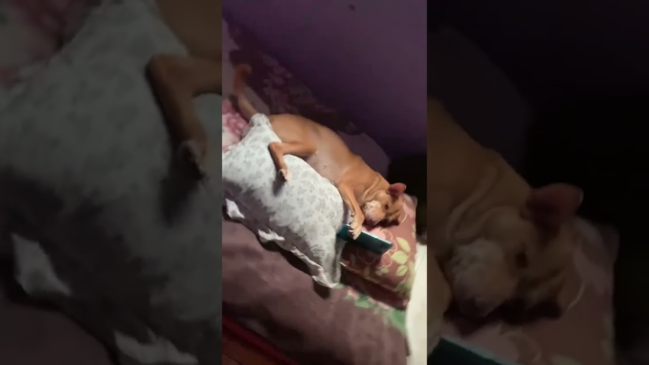 Raw footage of me during my bed rot hours 🤣📲 #Dog #BedRot #FunnyDog