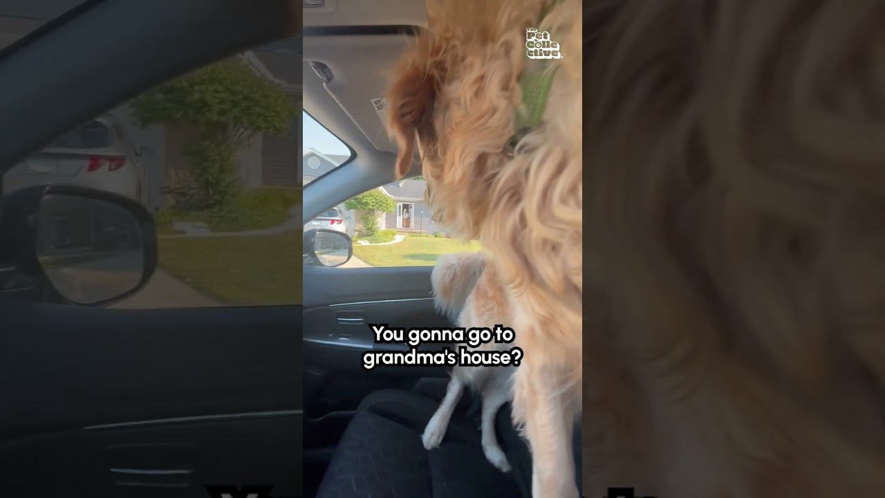 Excited Golden Retriever Sprints to Grandma's House! 🏡