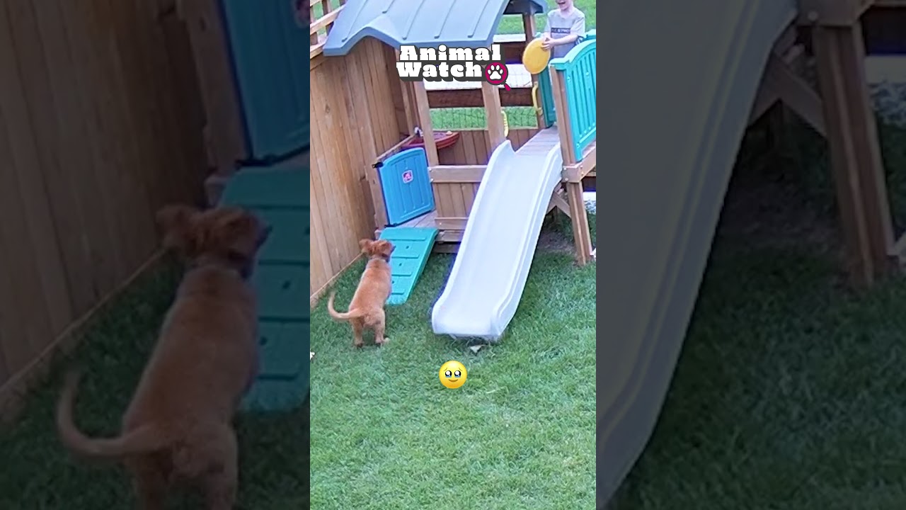 🐶 FUNNY | Zoomies Caught On Camera 🤣