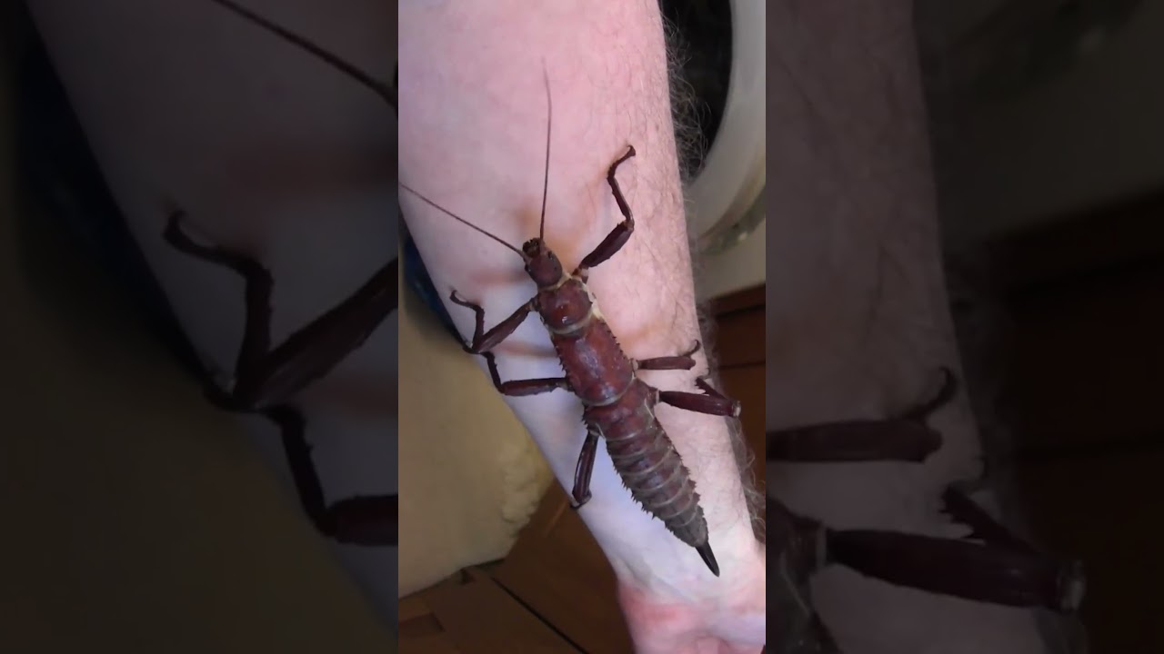 🚨 Creepy Crawlies To Make You Laugh | Bugs Are Hardcore