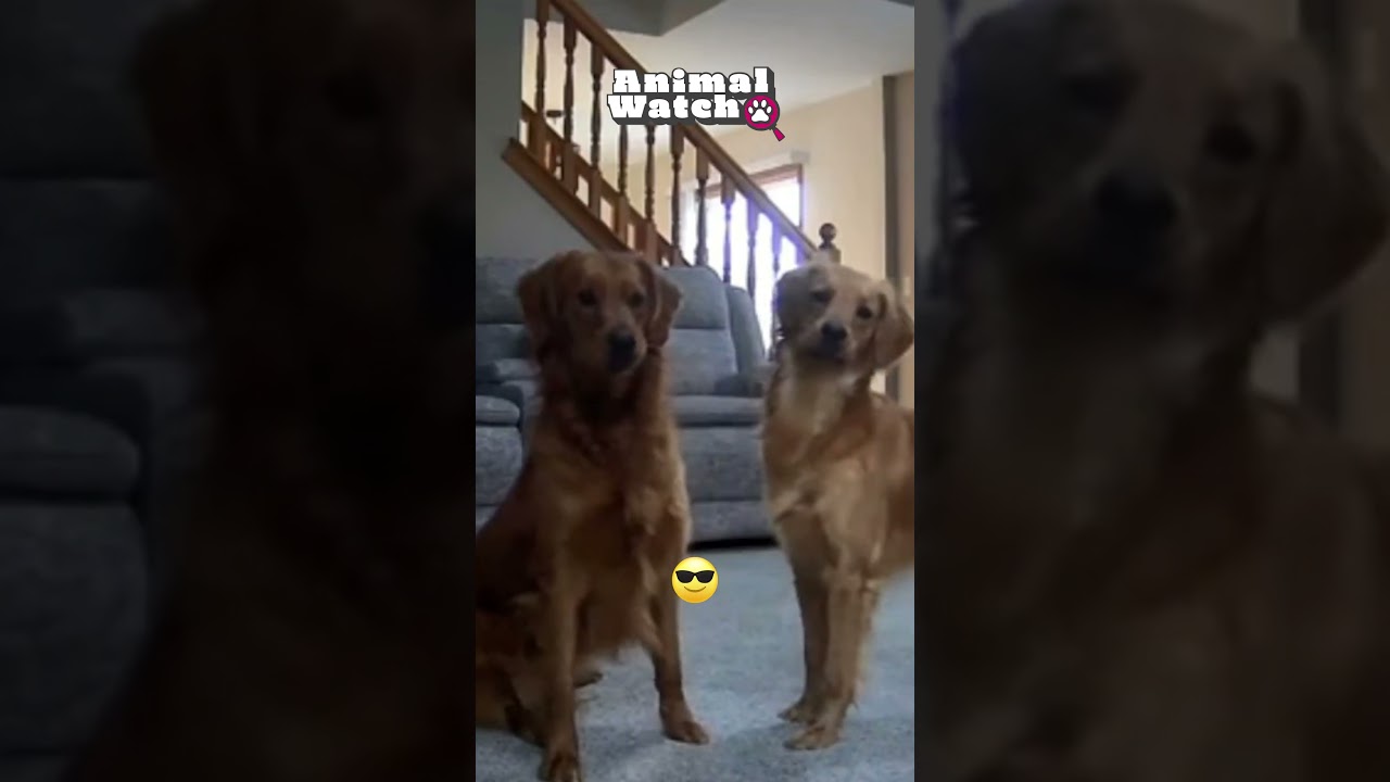 🚨 Hilarious Animal Intercom Moments