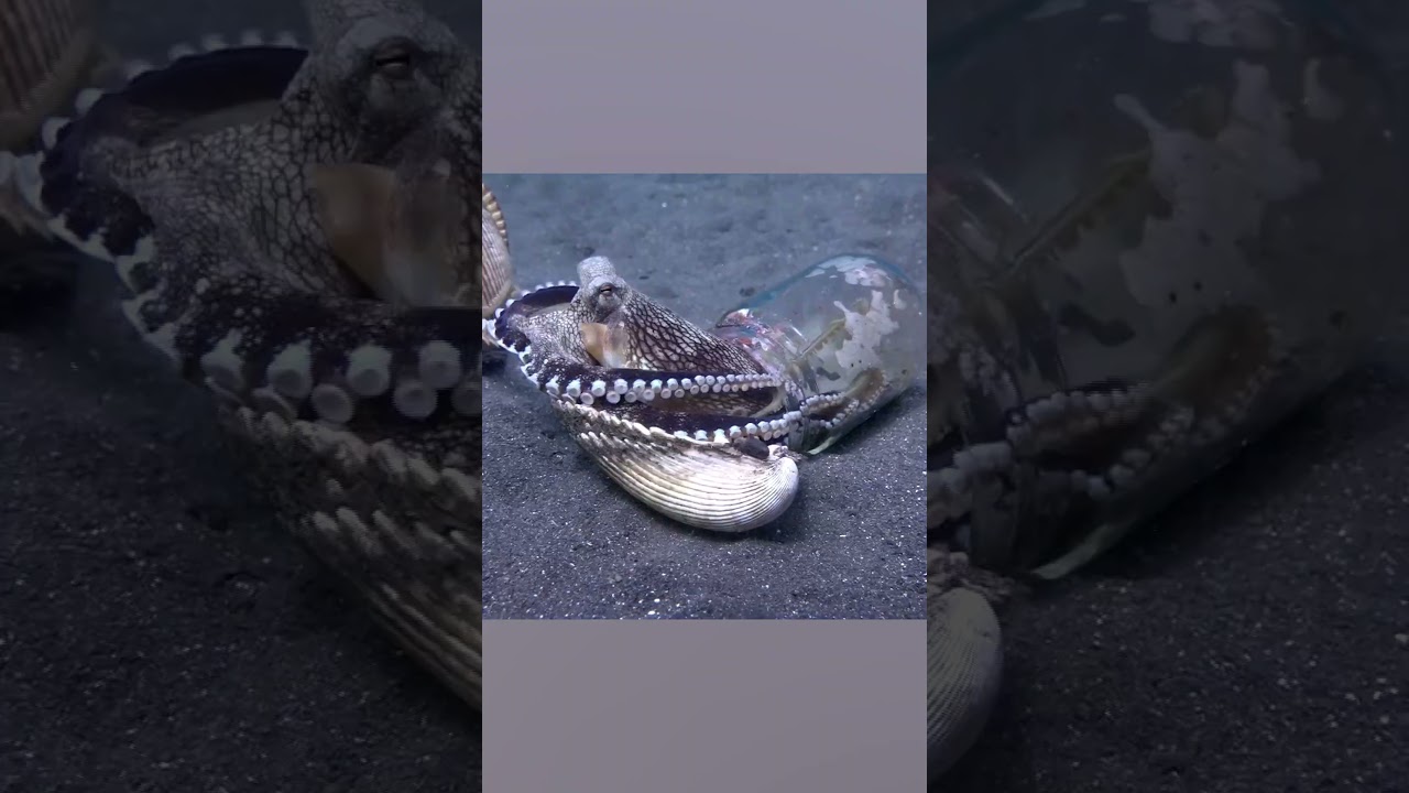 🤣 Don't Mess With Octopus | Hardcore Animals