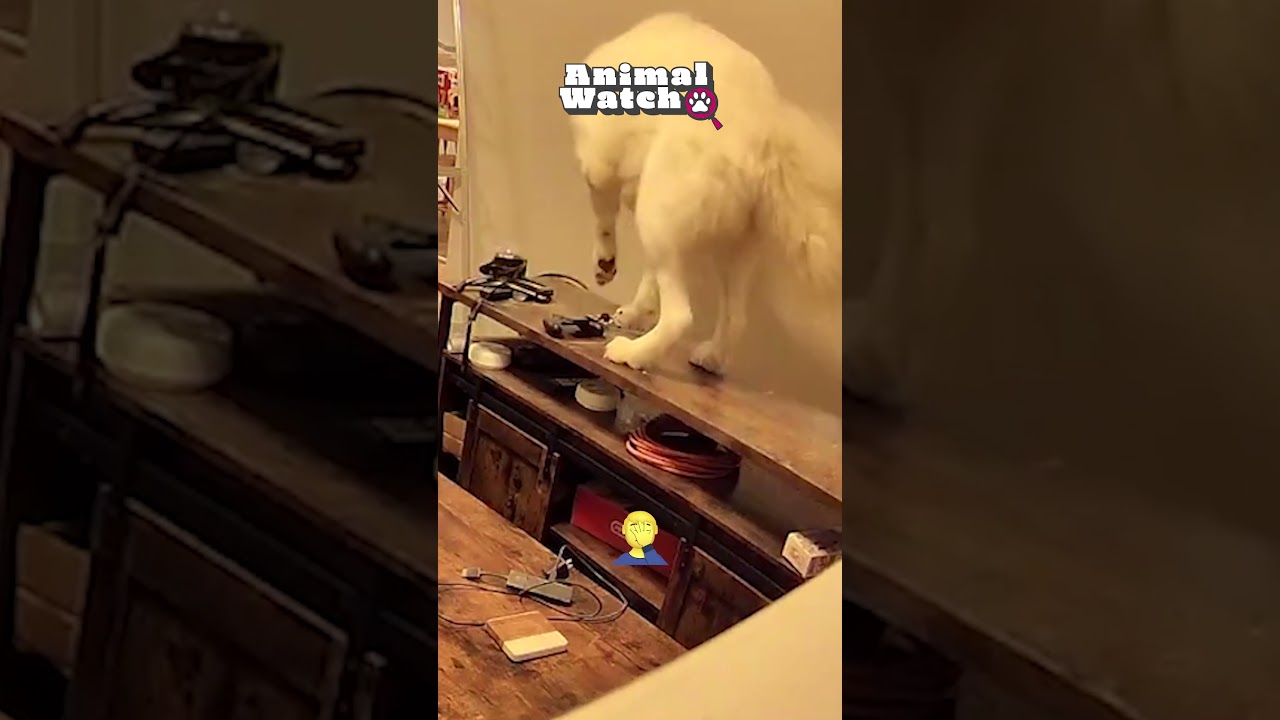 🫣 Why televisions and paws don't mix 😂