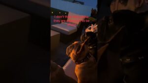 French Bulldogs Enjoy Fireworks On Patio