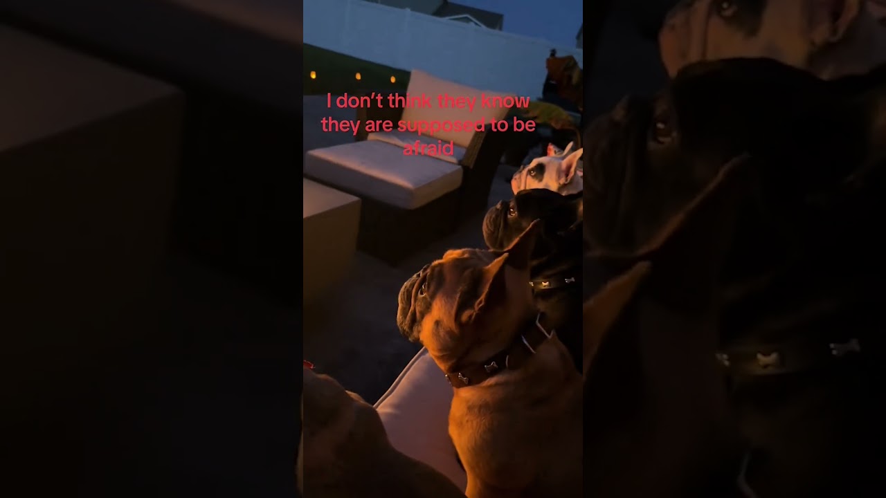 French Bulldogs Enjoy Fireworks On Patio