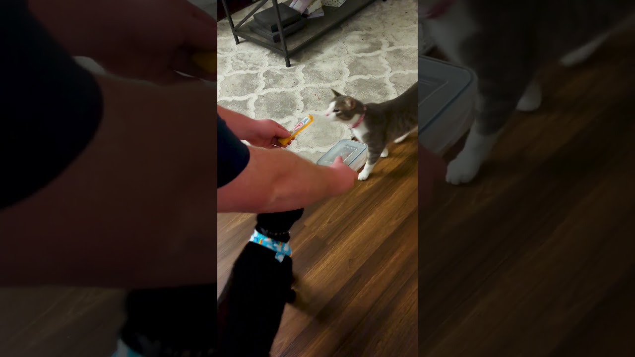 Funny Cat Struggles to Choose Between Two Different Treats