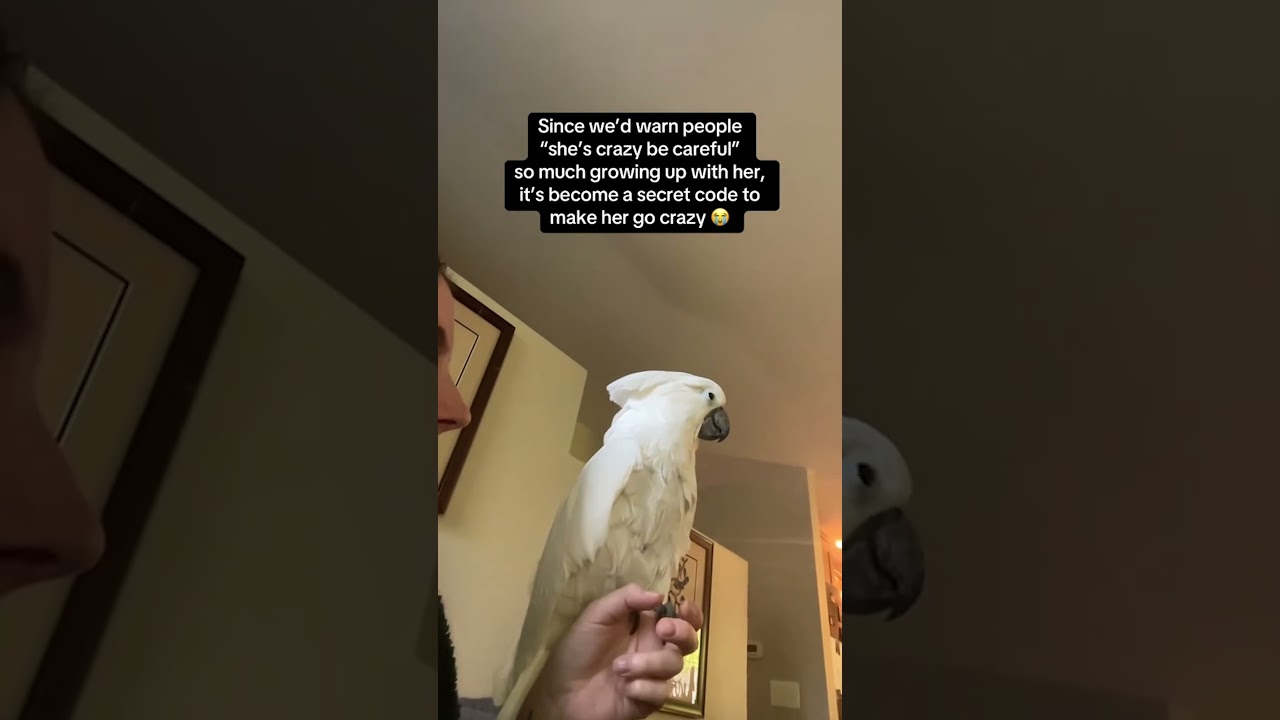 Funny Cockatoo Acts Crazy When Called Crazy!