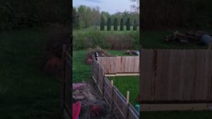 Goldendoodle Jumps Over Tall 7-Foot Fence