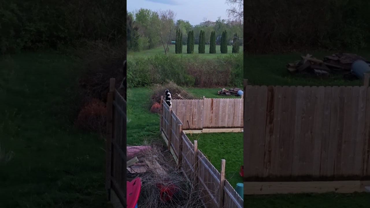 Goldendoodle Jumps Over Tall 7-Foot Fence