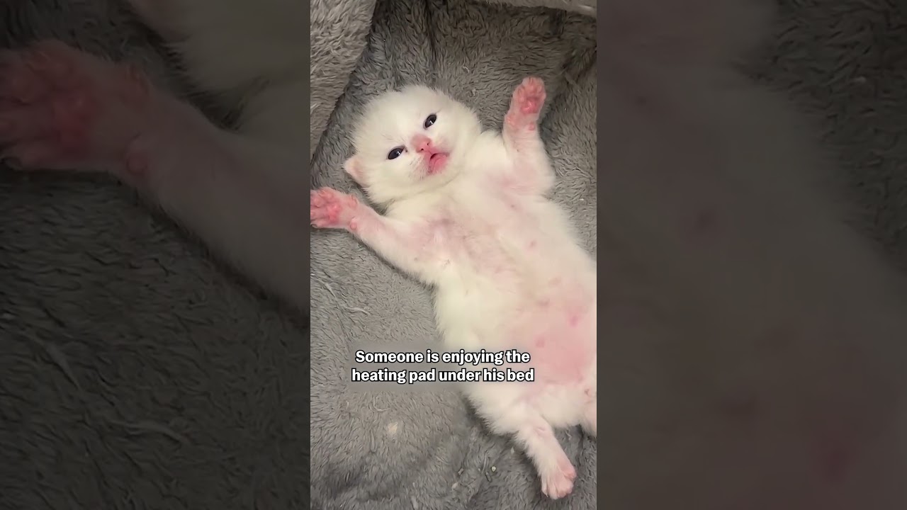 Hilarious Kitten Sploot's On Heating Pad