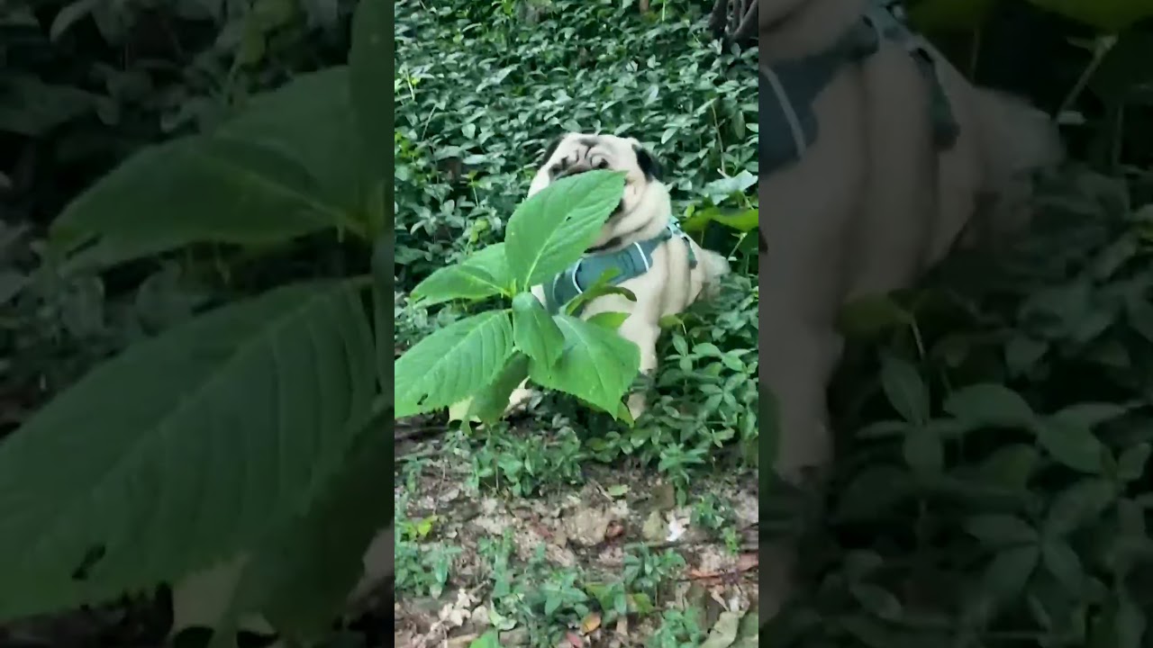 Hilarious Pug Attempts To Disappear Behind Plant