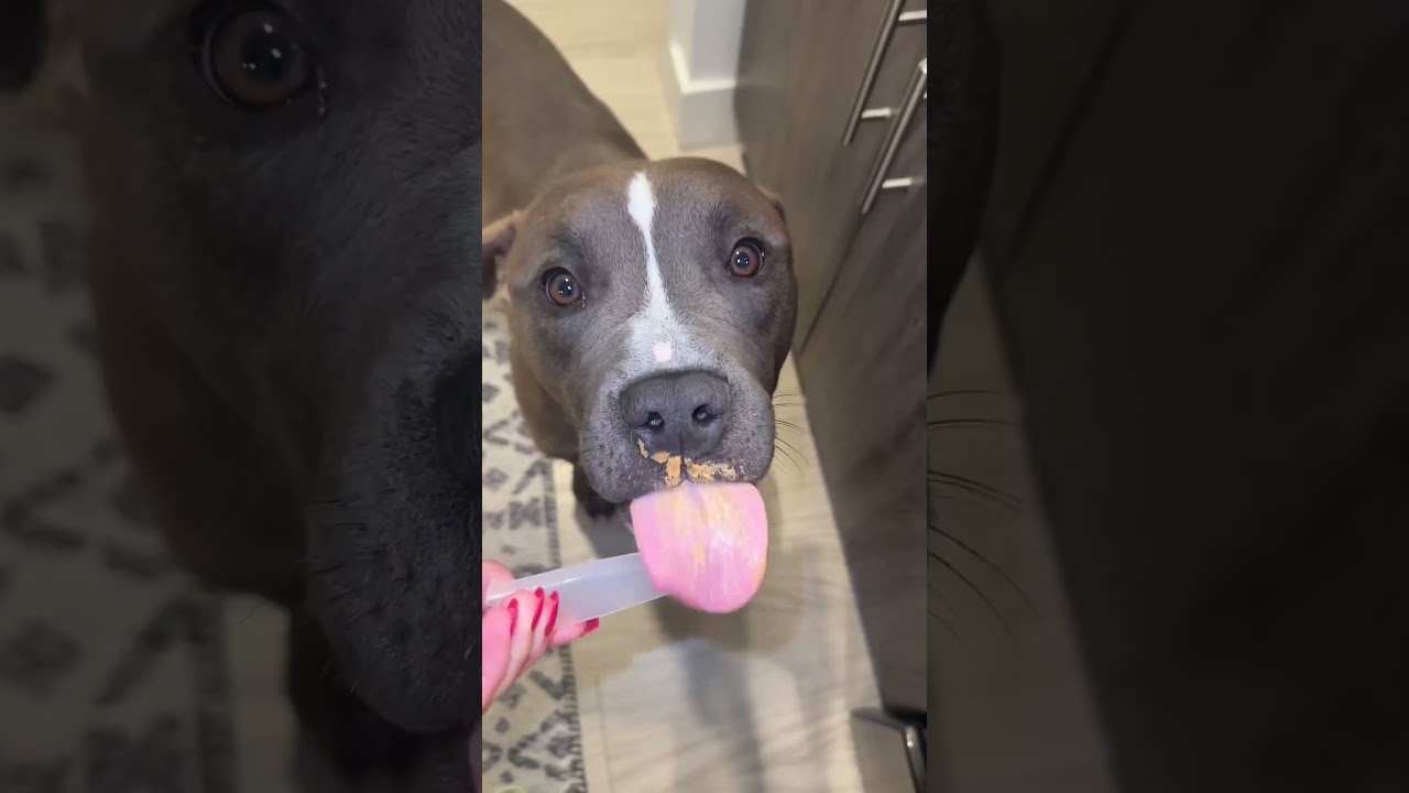 How to Celebrate National Dog Month: Pet Pointers