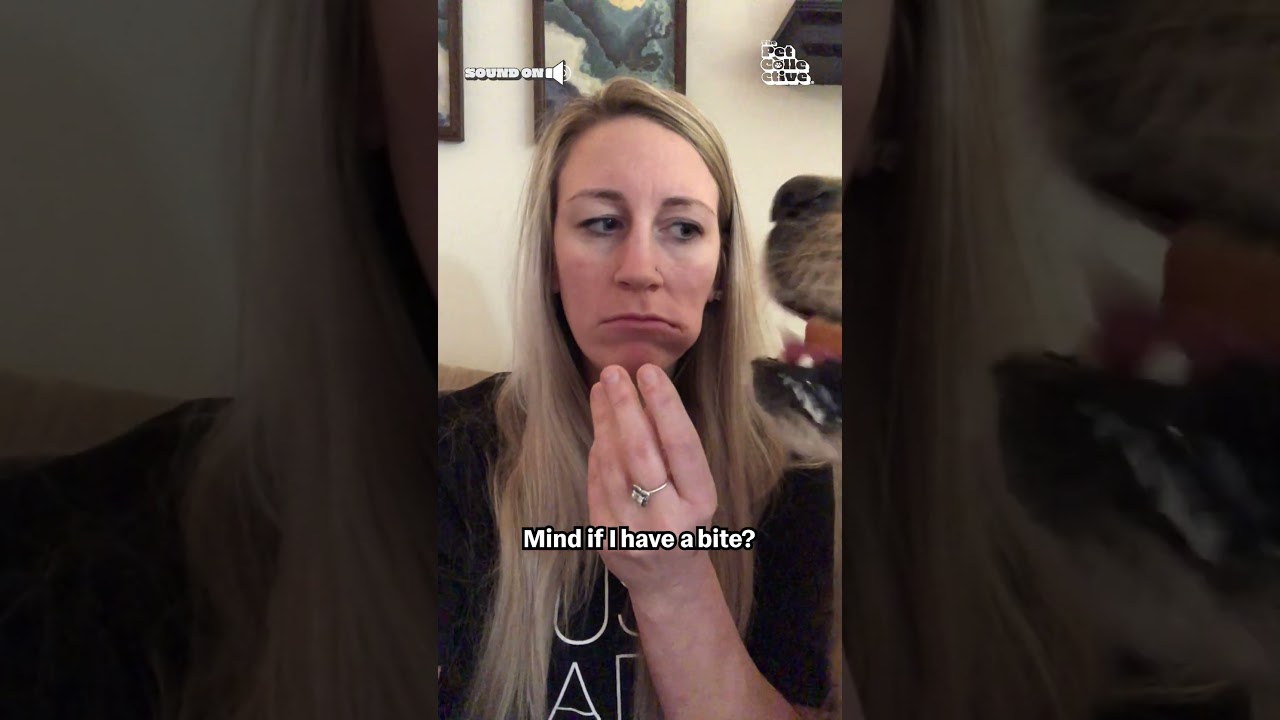 Hungry Dog Devours Mom's Hamburger