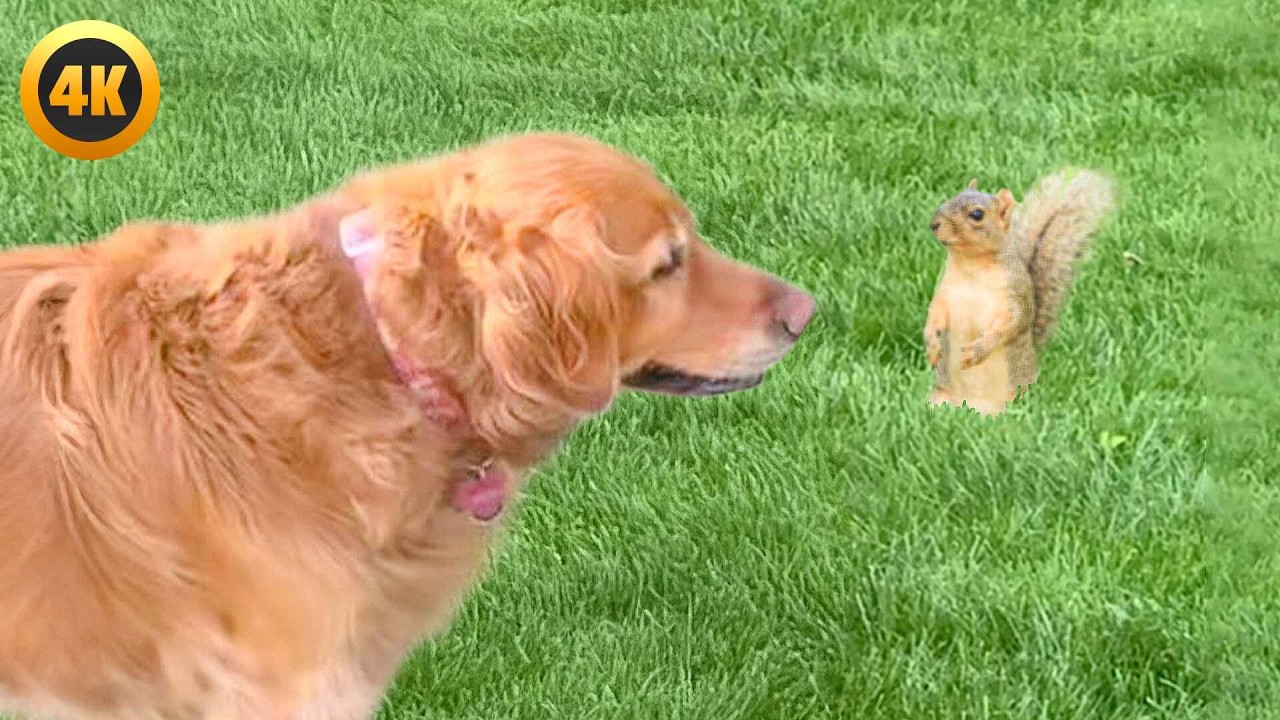 FUNNIEST Animal Videos Ever | 90 Minutes Of The Greatest Animal Shorts 🤣