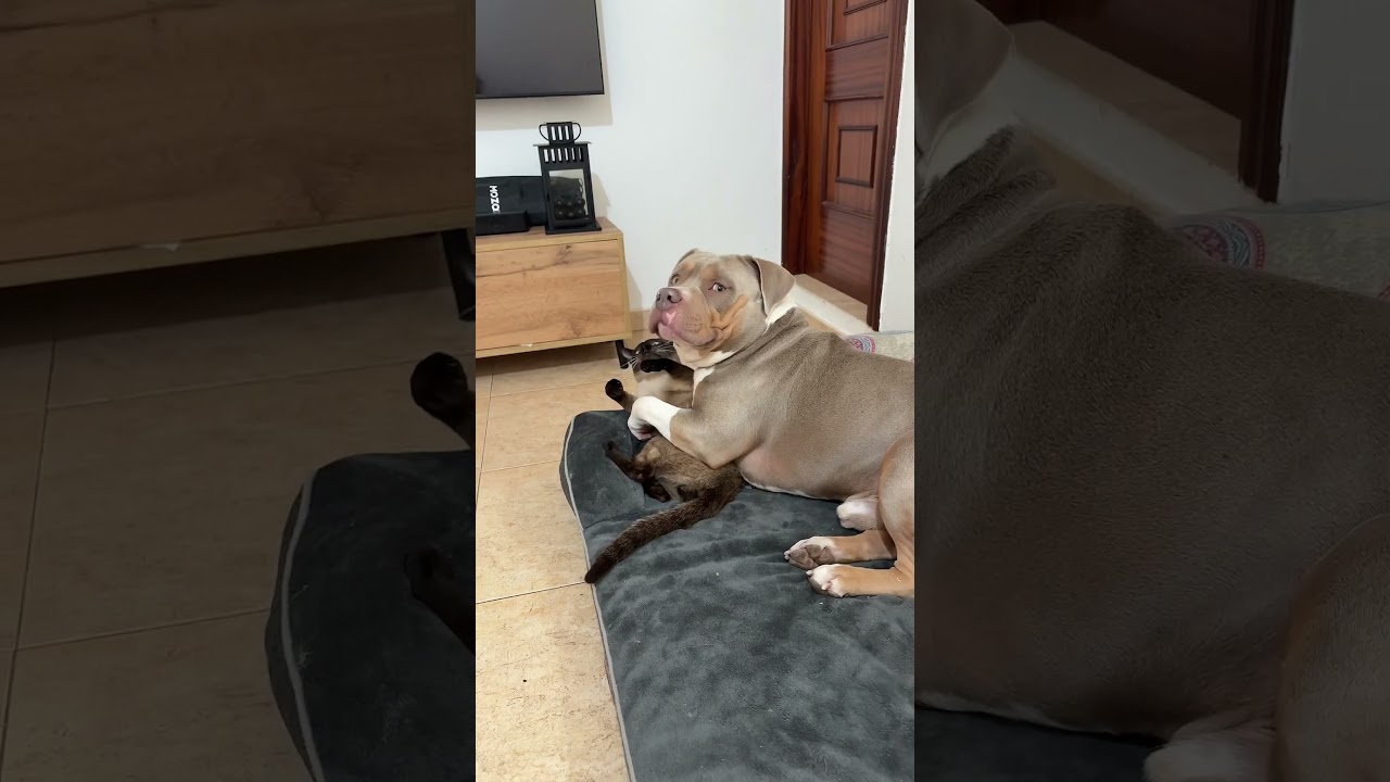 Introducing A Dog Into A Home With A Cat | Pet Pointers