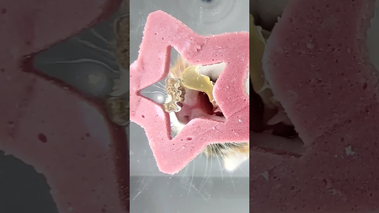 Kitten ASMR Eating Food ⭐