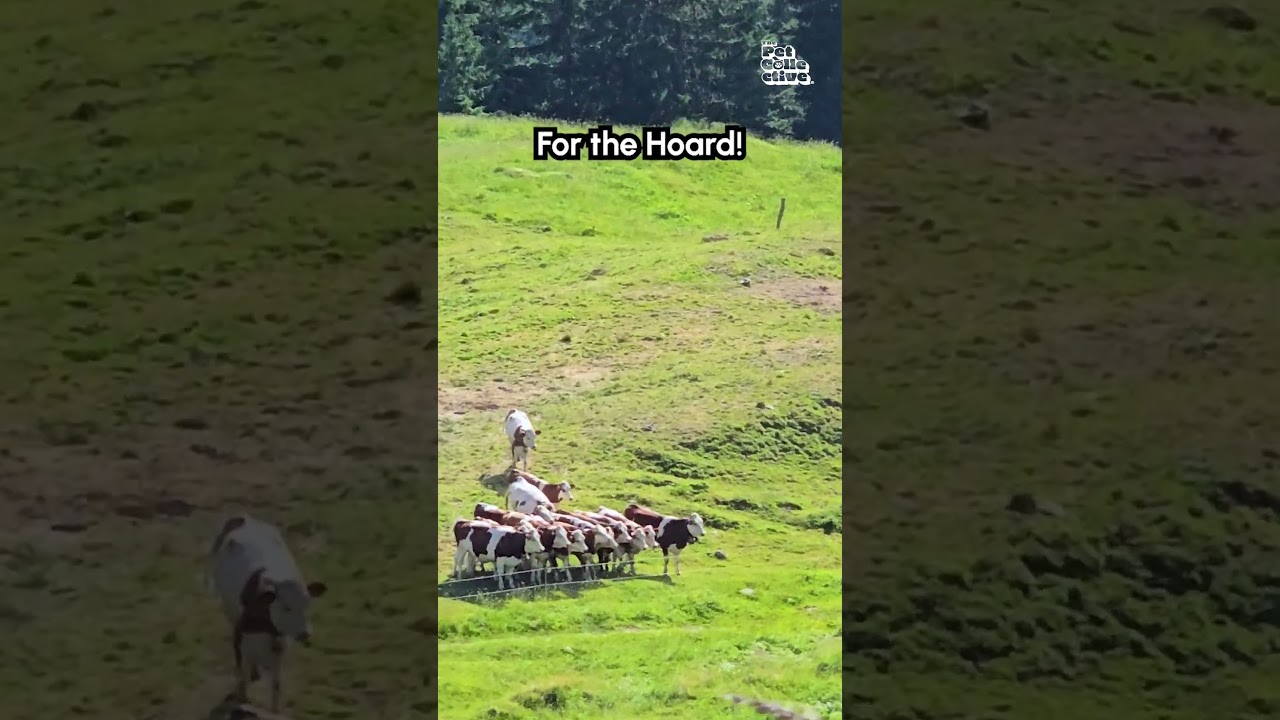 Man Accidentally Parachutes Into Cow Farm