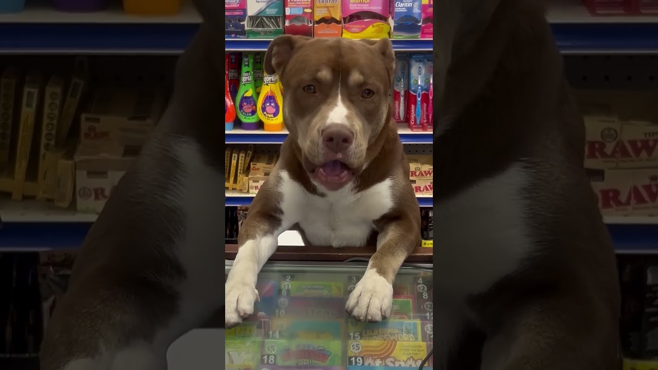 Man Finds Dog Running Cash Register At Gas Station