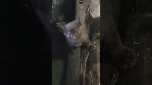 Man Finds Three Tiny Kittens In Wrecked Car 😍