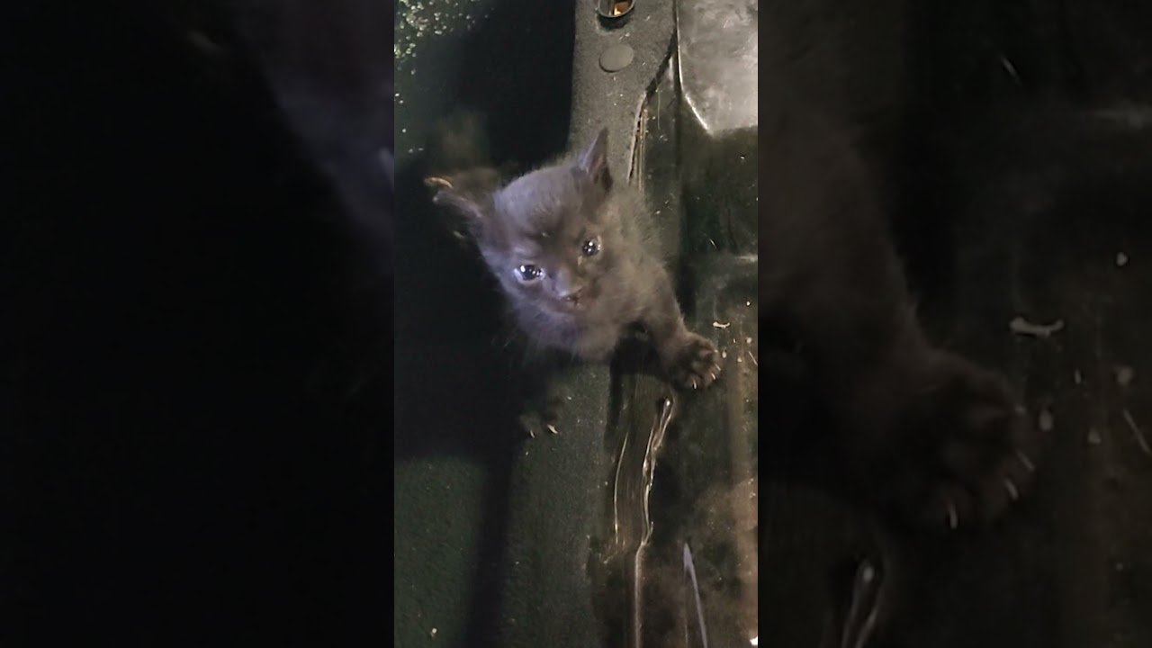 Man Finds Three Tiny Kittens In Wrecked Car 😍