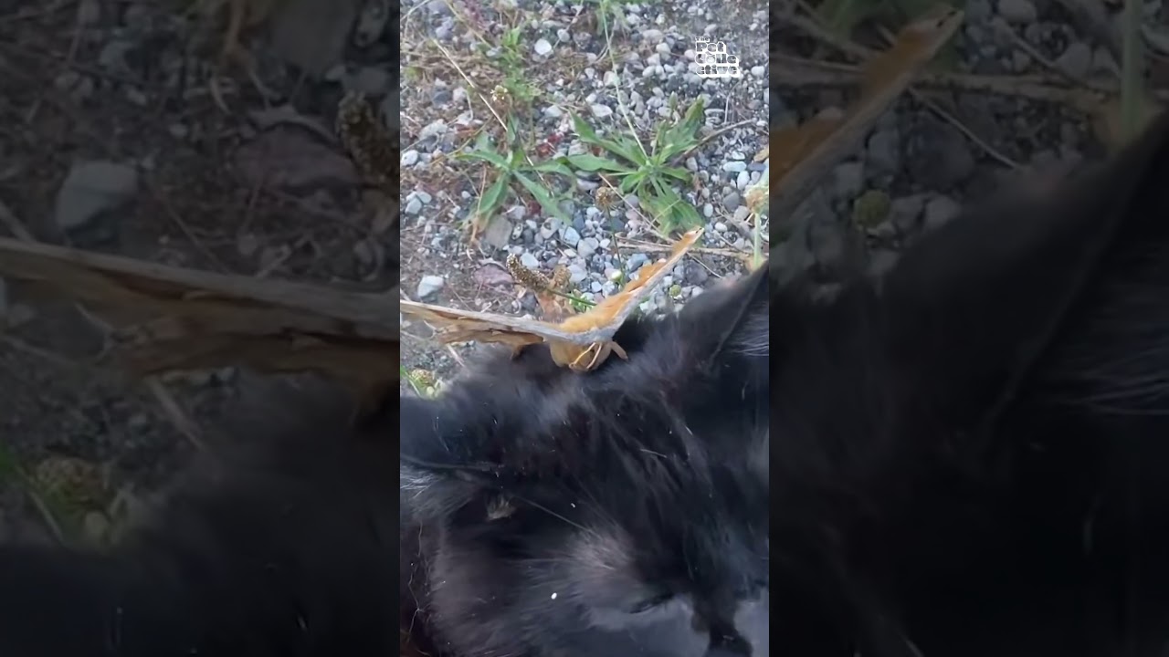 Moth Lands On Black Cat's Head