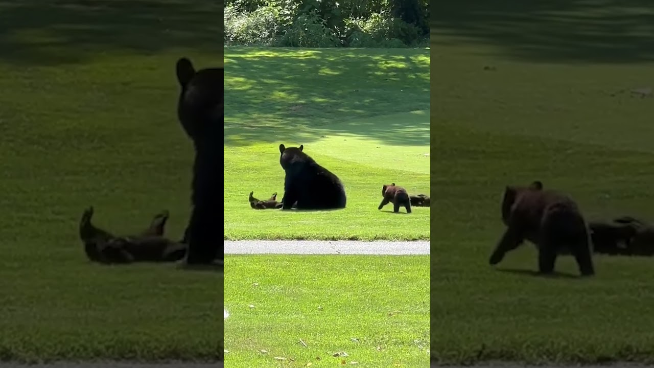 Mother Bear and Her Cubs Frolick Together on Golf Course