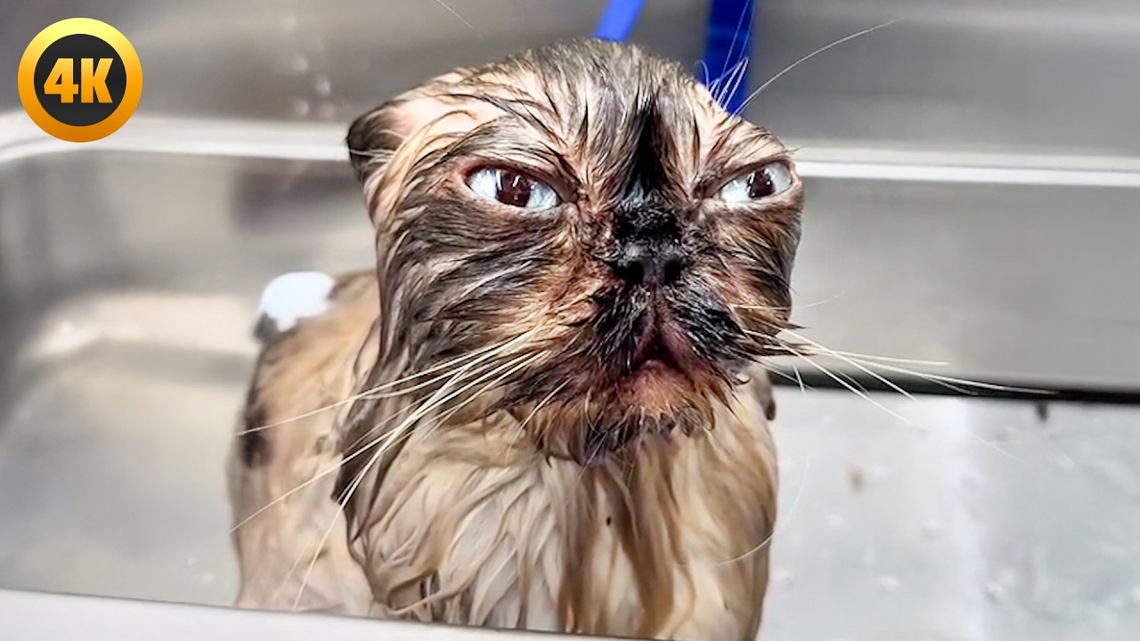 One Hour of Cool Cat Videos😹 | FUNNIEST Cat Videos