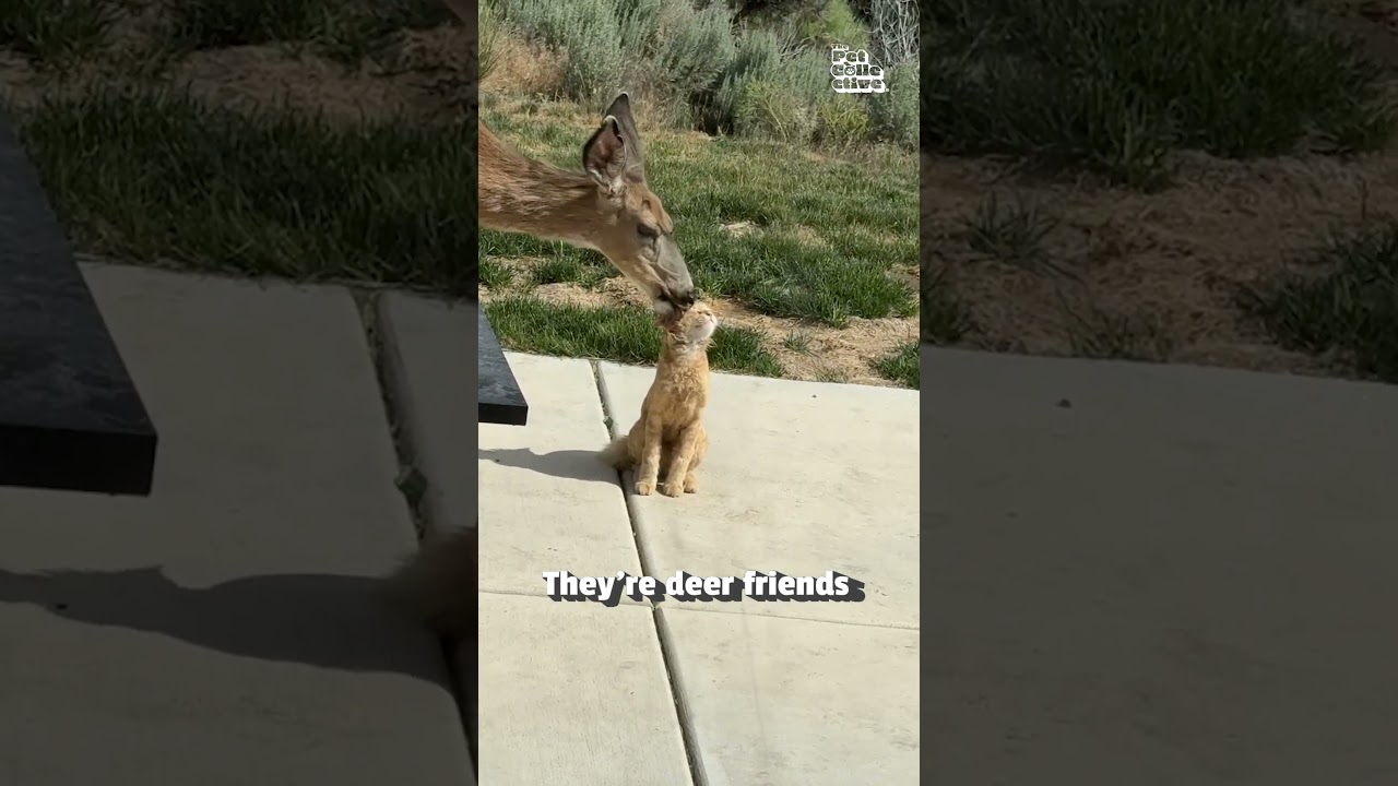 Orange Cat Relishes Tender Head Lick from Friendly Deer