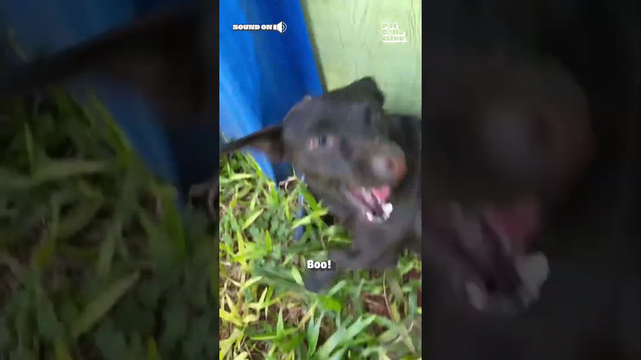 Puppy Gets Scared By Dad