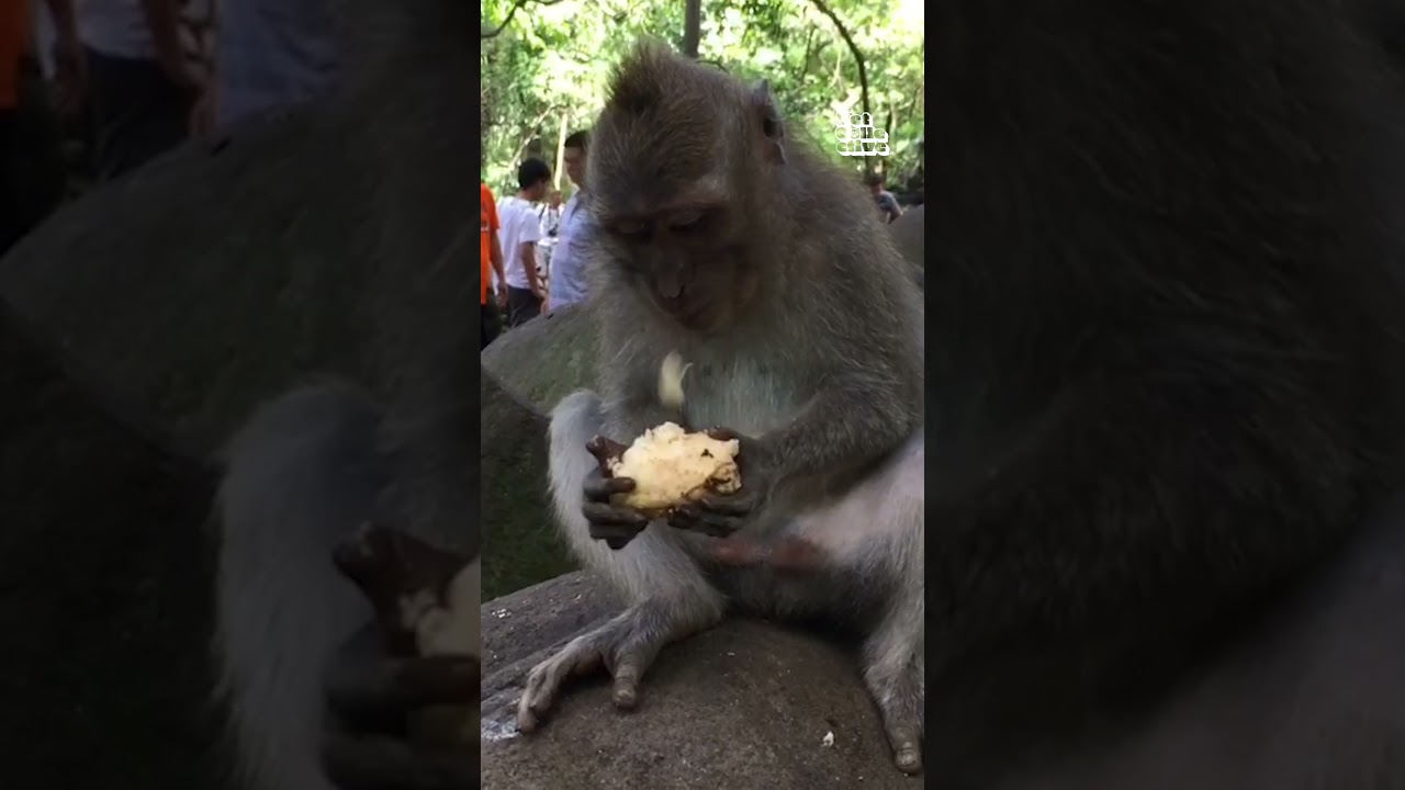 Never get into monkey business!  🙈🤣 #Funny #Fail #Monkeys