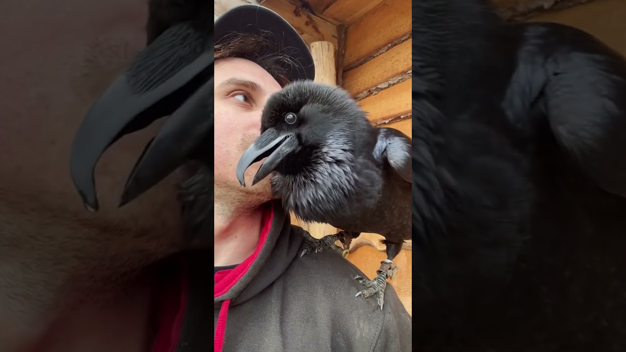 Raven Mimics Human Caretaker