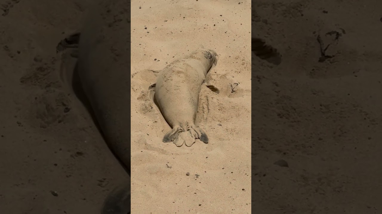 Seal Lounges Peacefully on Beach And Covers Himself In Sand