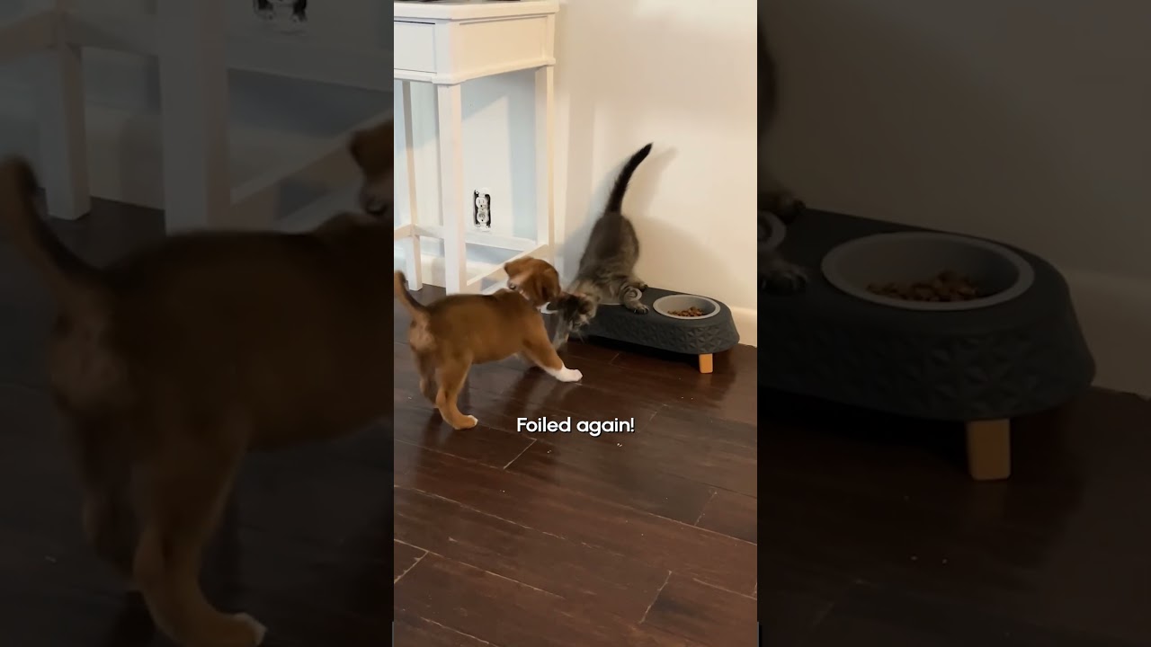 Slippery When Wet | FUNNIEST Pets of the Week