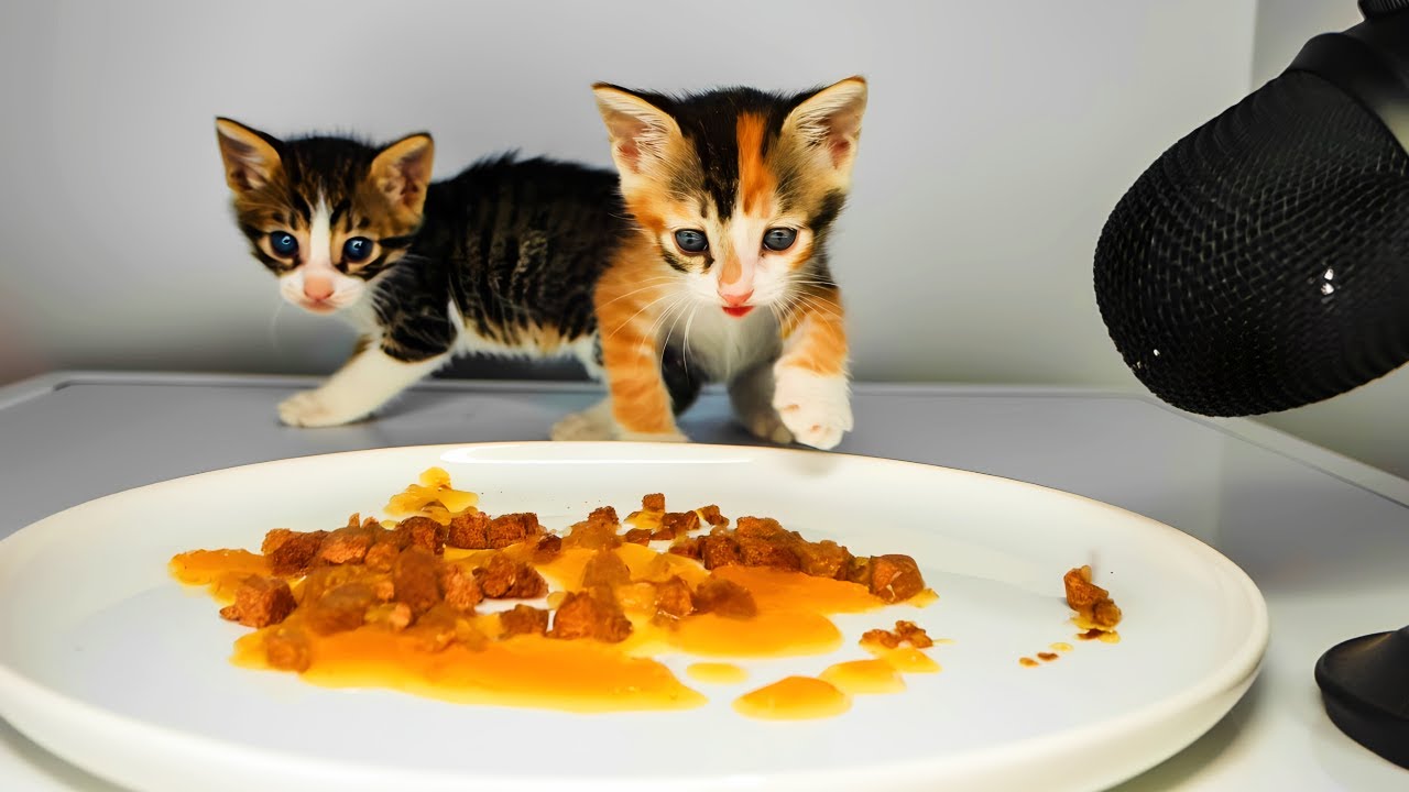 Stray Kittens Eating Wet Cat Food ASMR
